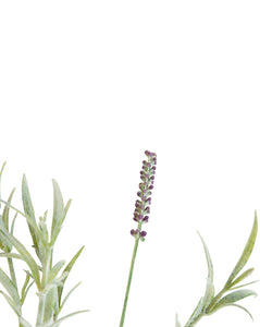 Faux Lavender Stem