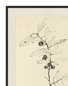 Floral Study 1