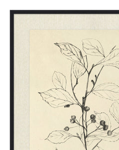 Floral Study 2