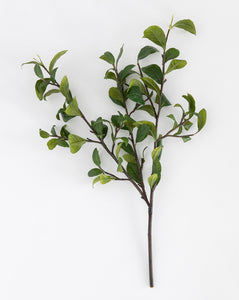Gardenia Leaf Branch