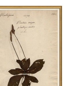 Herbarium Study II